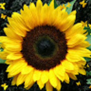 Meet your Posher, Helene